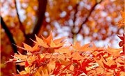 中班课程故事《多彩的秋天》