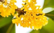 课程故事《邂逅秋天 遇见桂花》
